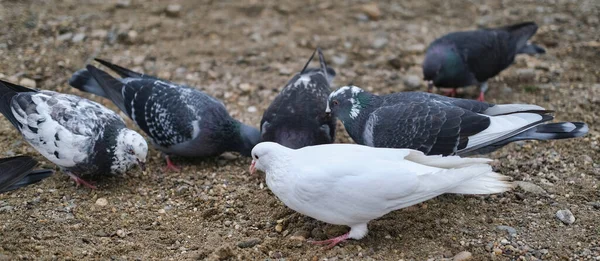 Black White Pigeons Wet Rocky Soil Eat Food — Stock Photo, Image