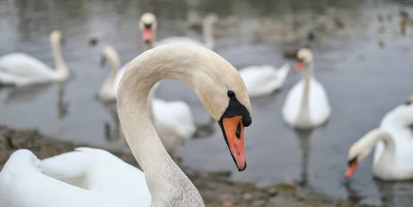 Large Swan Posing Backdrop Pond Other Swans — Stock Photo, Image