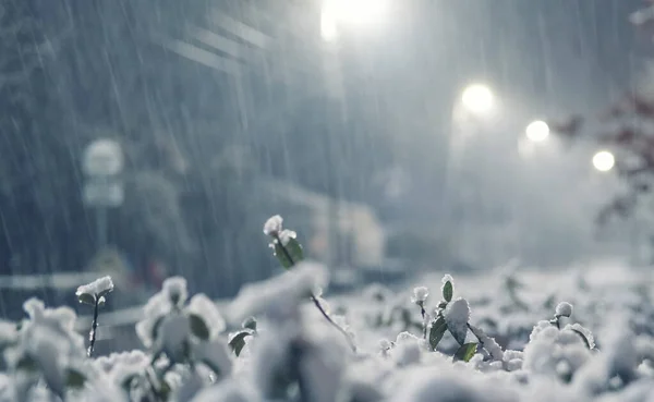Ветвь Растения Снегу Зимой Фоне Красивого Сильного Боке — стоковое фото