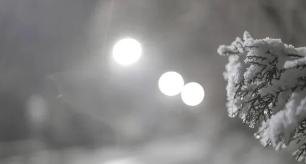 Zweig Einer Pflanze Schnee Winter Vor Dem Hintergrund Eines Schönen — Stockfoto