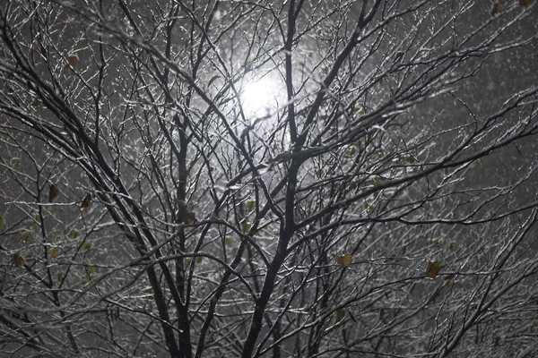 Street Lamp Night Shines Falling Snow Tree Branches — Stock Photo, Image