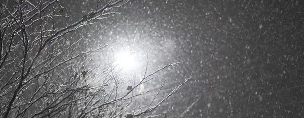 Street Lamp Night Shines Falling Snow Tree Branches — Stock Photo, Image