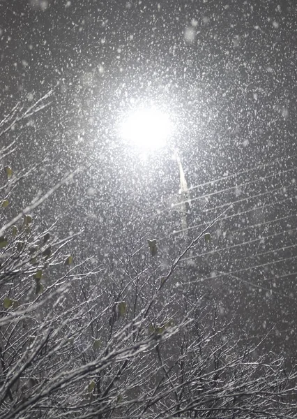 Street Lamp Night Shines Falling Snow Tree Branches — Stock Photo, Image