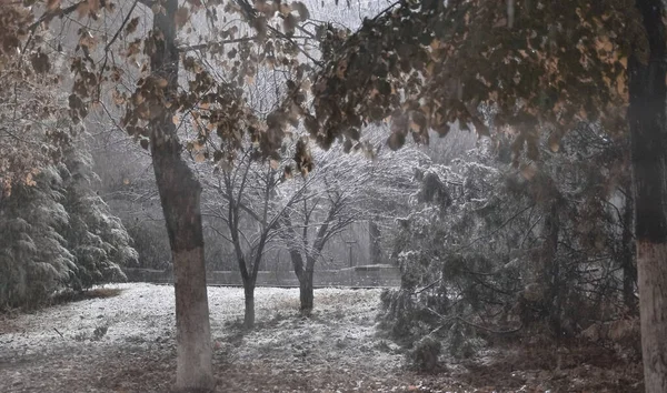 Trees Park Snow Heavy Snowfall Autumn — Stock Photo, Image