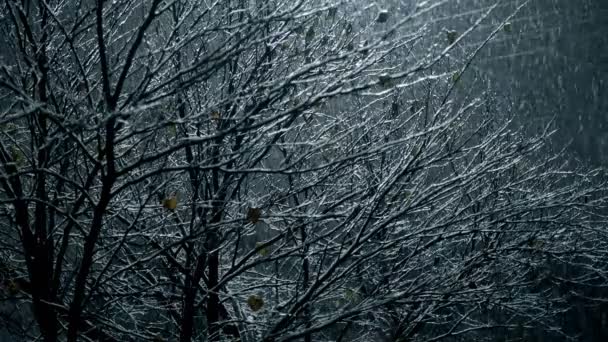 在雪地里没有叶子的冬树 被路灯美丽地照亮着 — 图库视频影像