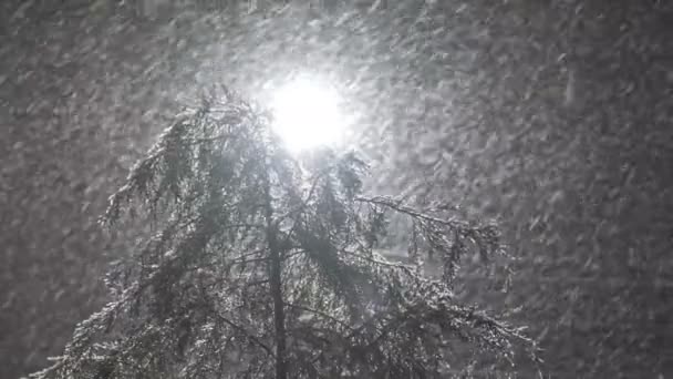 Lampadaire Nuit Hiver Lors Fortes Chutes Neige Sur Fond Des — Video