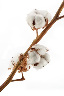 Pamuk üzerine beyaz izole