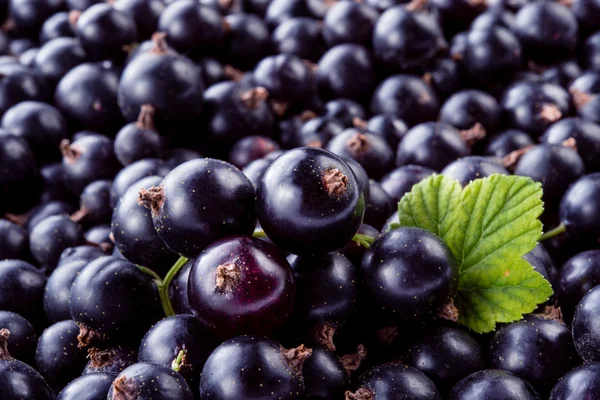 Black currant background — Stock Photo, Image