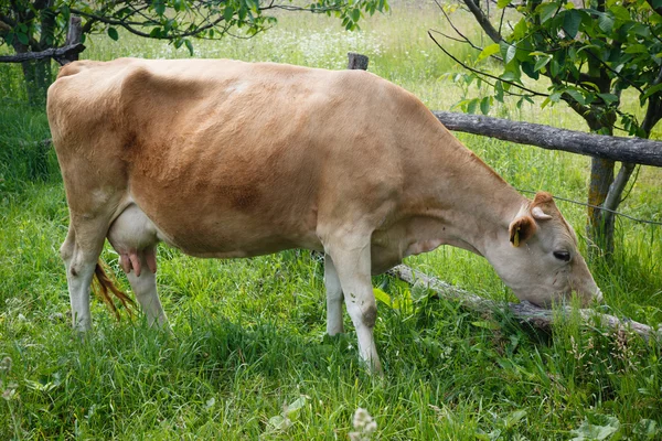 Koe grazen in verse weiden — Stockfoto