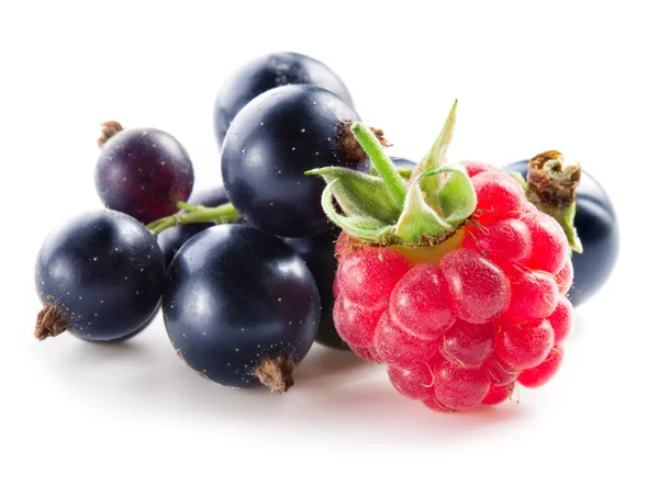 黑穗醋栗配上白色孤立的树莓 — 图库照片