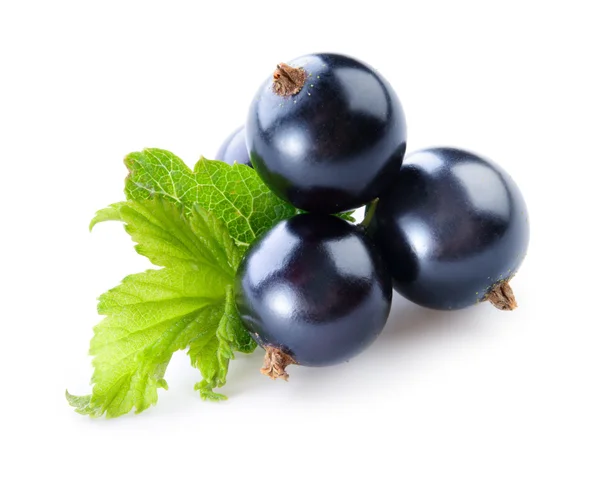 Ribes nero isolato su fondo bianco — Foto Stock