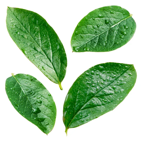 Leaves with drops isolated on a white background