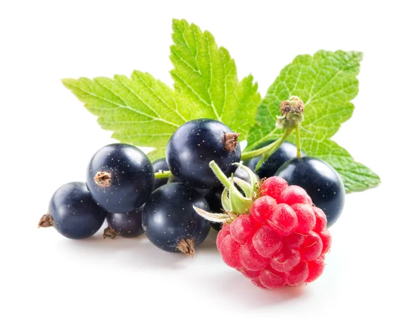 Berries. Black currant with raspberry isolated on white — Stock Photo, Image