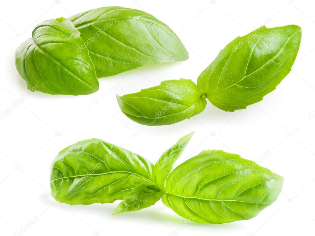 Basil leaves isolated on white. Collection