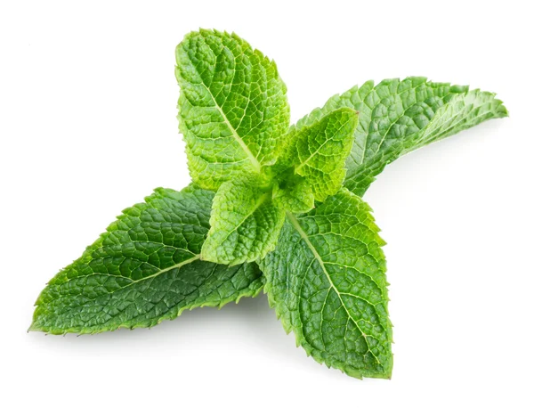 Fresh mint isolated on a white background — Stock Photo, Image