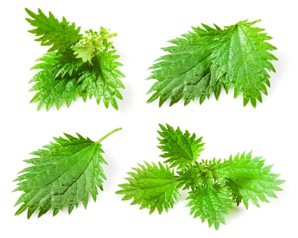 Nettle leaves isolated on white background. Collection — Stock Photo, Image