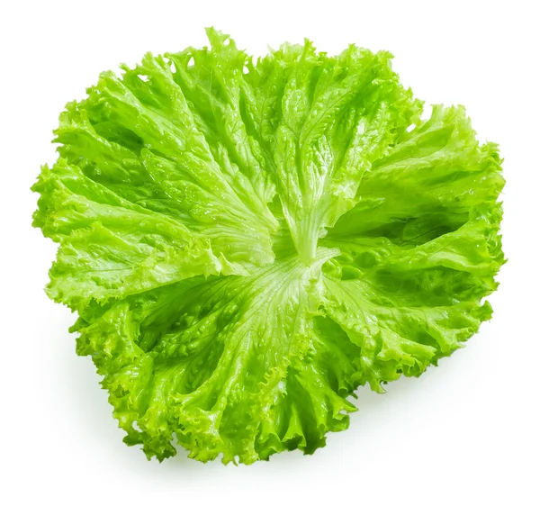 Salat. Salat isoliert auf weißem Hintergrund — Stockfoto