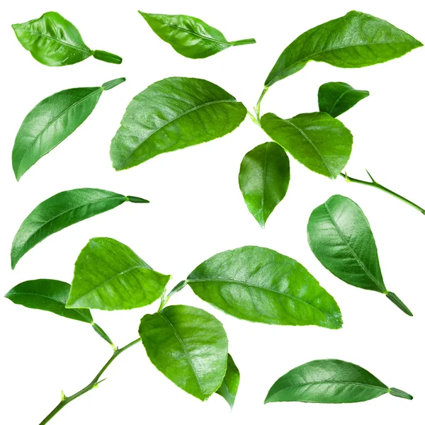 Цитрусовые листья изолированы на белом фоне. Коллекция — стоковое фото