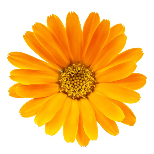 Calendula flower isolated on white background — Stock Photo, Image