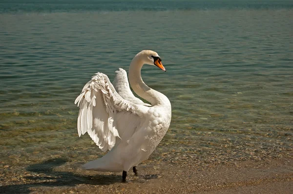 Kuğu kanatlarını Yayilim