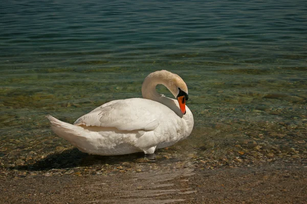 Swan on sea background — Stock Photo, Image