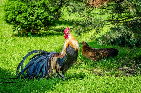 Gallo y gallina en la naturaleza — Foto de Stock