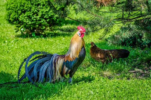 Gallo y gallina en la naturaleza —  Fotos de Stock