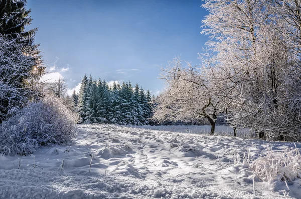 Bukovina K? odzka része Kudowa Zdroj, Lengyelország, a Szudéta-vidéket — Stock Fotó