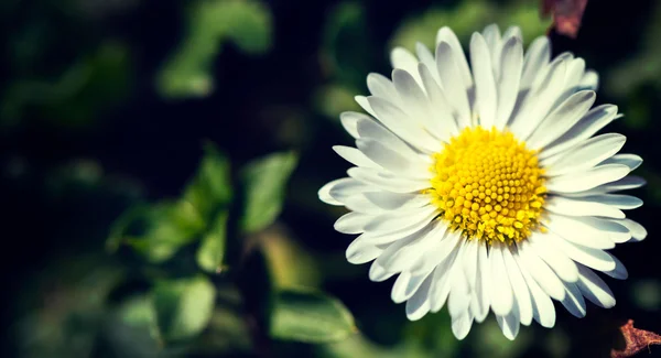 Flor margarida fechar — Fotografia de Stock