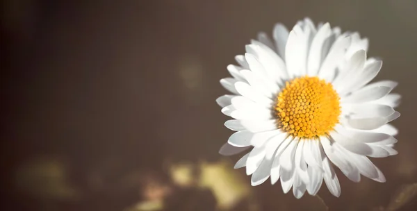 Flor margarida fechar — Fotografia de Stock