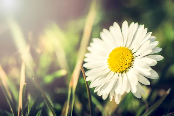 Daisy blomman i trädgården — Stockfoto