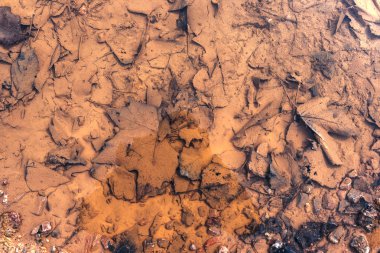 Yeşillik bir su birikintisi içinde