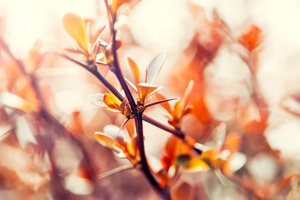 Flor del naranjo — Foto de Stock