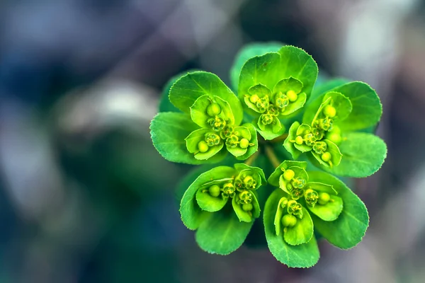 Bloesem van de groene plant — Stockfoto