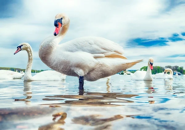 Swan in the river — Stock Photo, Image