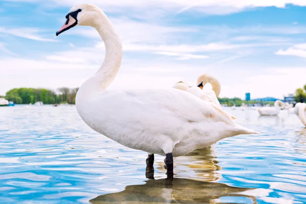 白鳥を水中に — ストック写真