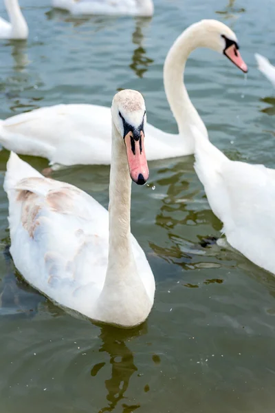 Cygnes dans la rivière — Photo