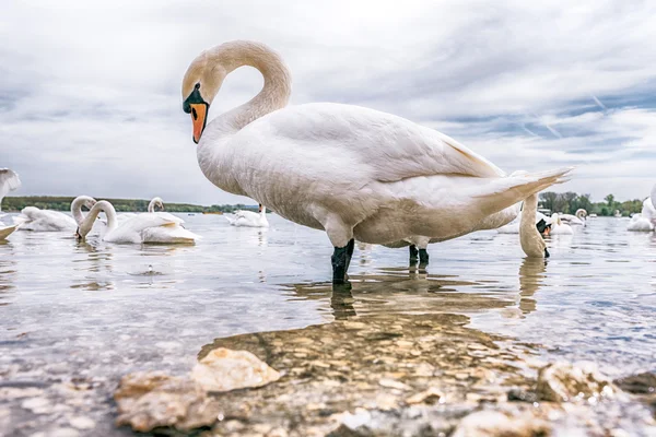 Cisne blanco grande — Foto de Stock