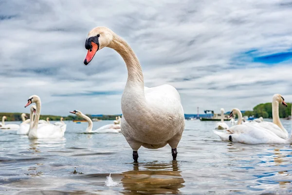Big white swan — Stock Photo, Image