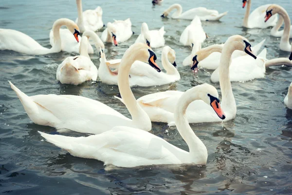 Cigni in acqua — Foto Stock