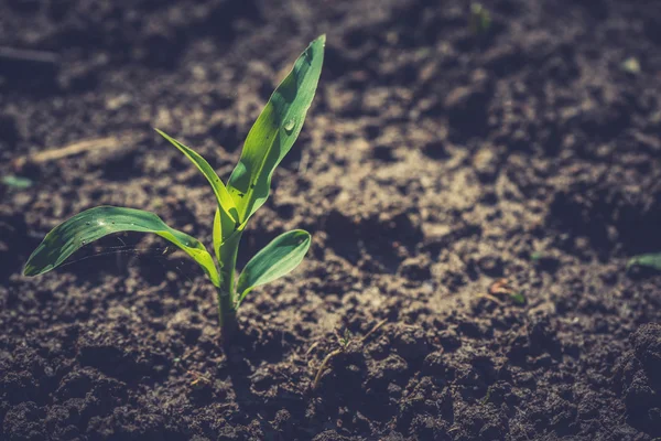 Planta de milho jovem — Fotografia de Stock