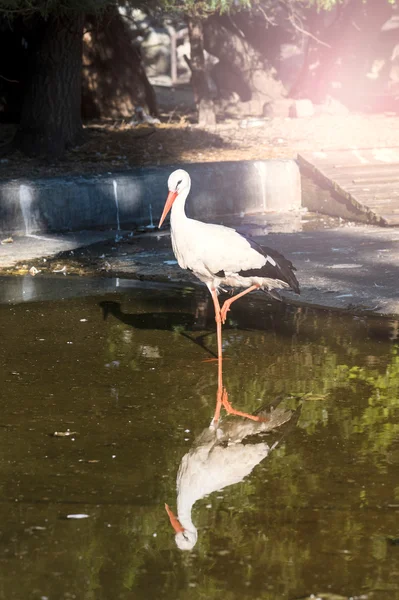 湖の白いコウノトリ — ストック写真