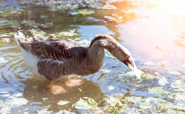 Gänse im Wasser — Stockfoto