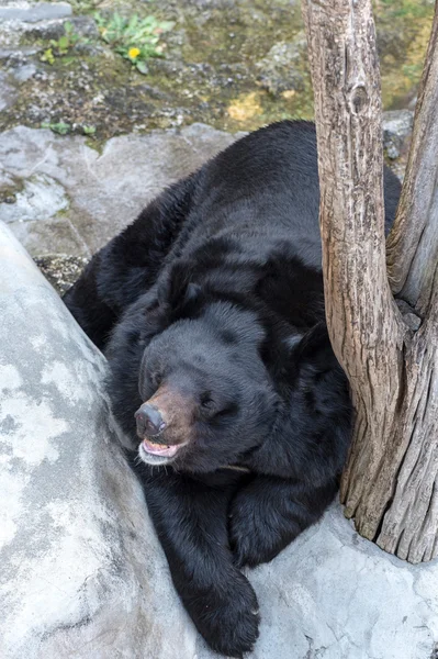 Gran oso negro —  Fotos de Stock
