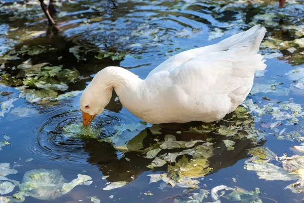 Bebek dalam air — Stok Foto