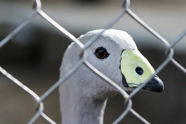 Retrato de pájaro bloqueado — Foto de Stock