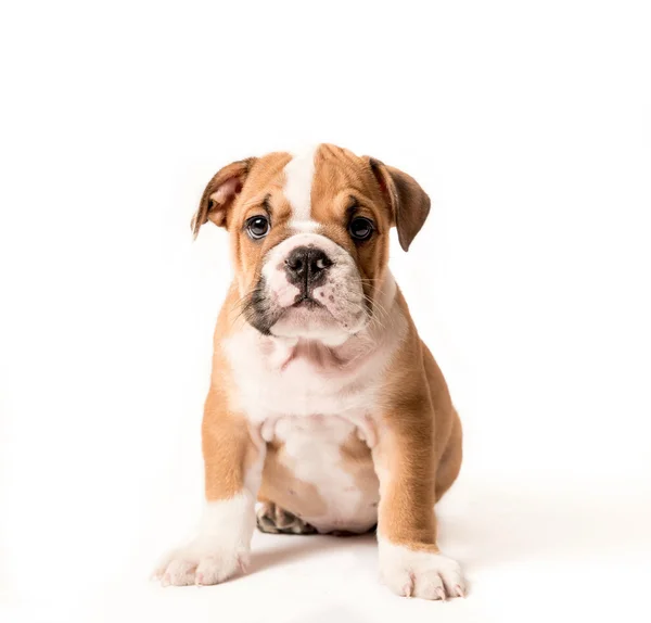 Engels bulldog pup — Stockfoto