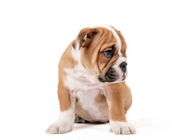 Üzgün bulldong köpek yavrusu