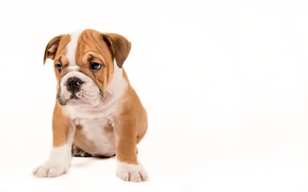 Triest bulldong puppy — Stockfoto