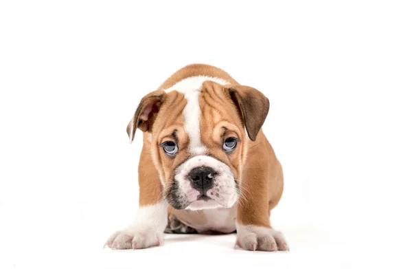 Portret van Engelse Bulldog puppy — Stockfoto